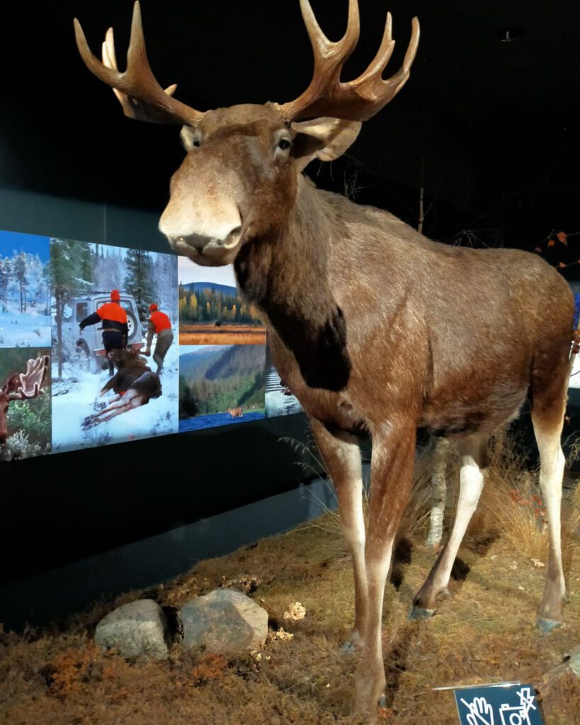 top 10 vakantie Rovaniemi Lapland zomer artikum musea